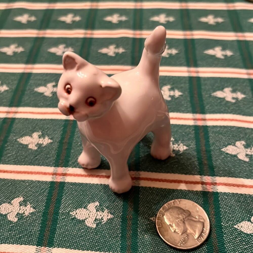 Polish White Cat - Picture 5 of 5